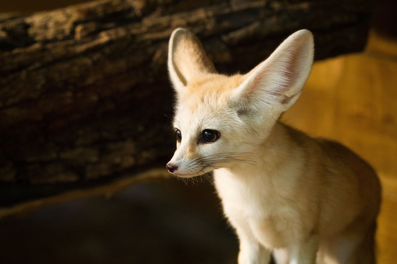 fennec fox, 1080P
