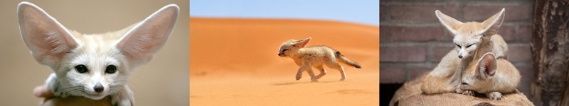 desert, triple screen, fox, multiple display, fennec, 5K