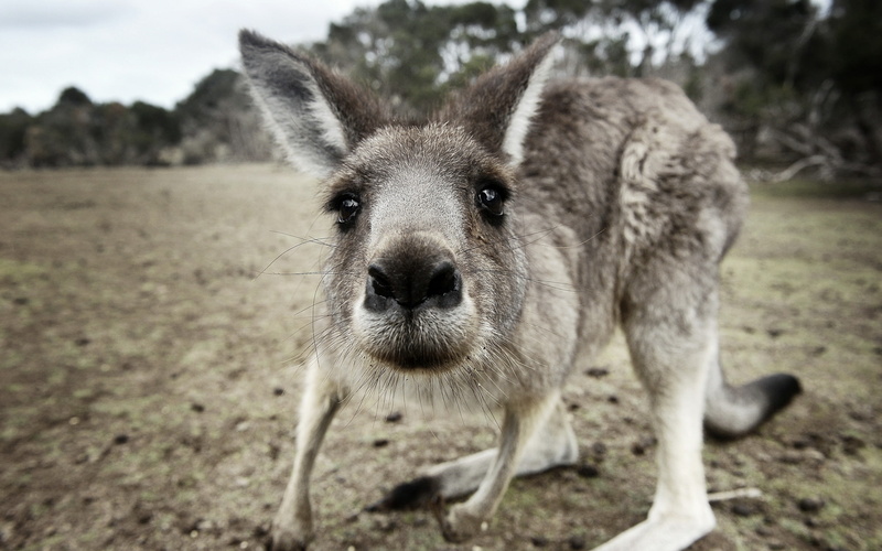 2K, close, kangaroo