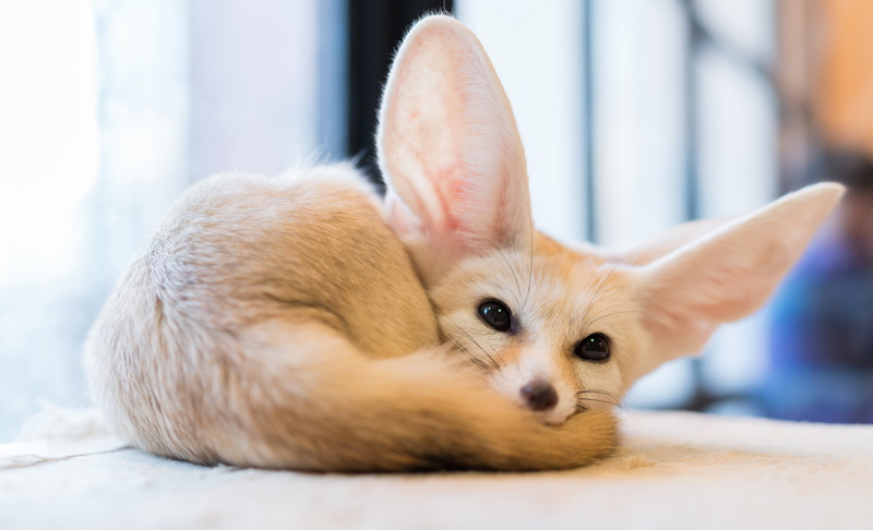 fennec fox, 5K