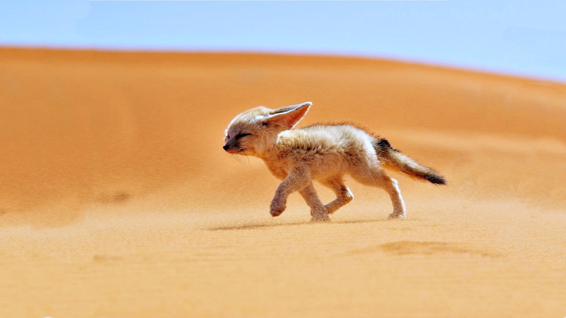 small, land, running, Fennec, vertebrate, beach, domestic animals, pets, no people, walking, nature, domestic, motion, full length, one animal, Africa