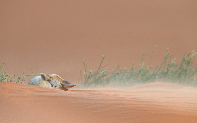 mammal, sand, young animal, land, cat, animals in the wild, vertebrate, domestic animals, Grass, pets, one animal, 1080P, Desert, Fennec Fox, no people