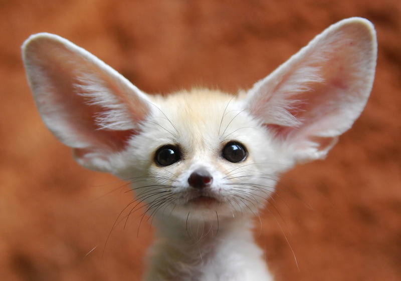 fox, ears, animal body part, mammal, whisker, portrait, white, close-up, brown, 1080P, purebred Dog, cute, focus on foreground, fennec, friendship, Fenech