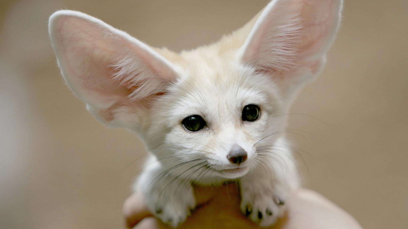 eyes, ears, 1080P, hd, fox, fennec, pink, white, cute