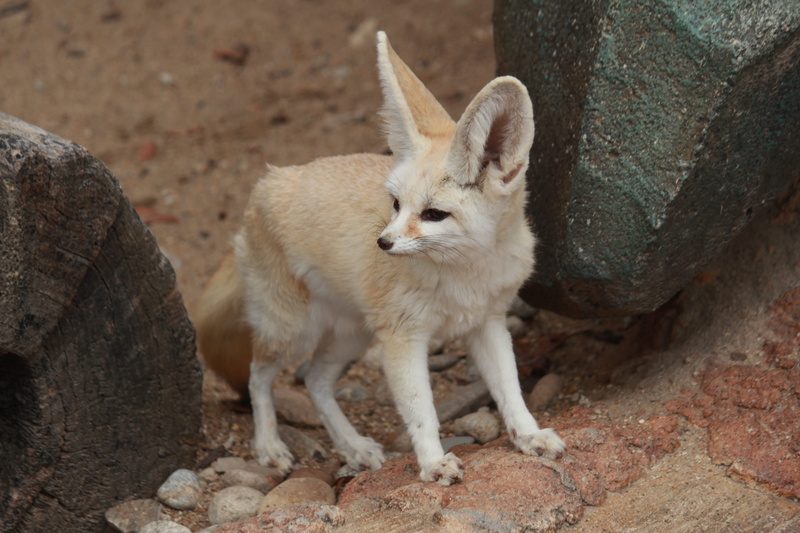 Animal, pets, solid, day, nature, 5K, no people, rock - object, rock, looking, domestic, animals in the wild, young animal, Desert Fox, whisker, looking away