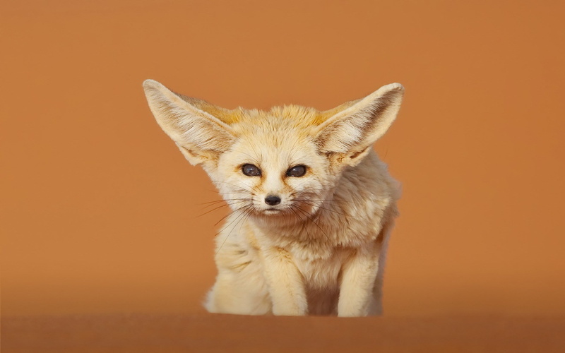 one animal, young animal, vertebrate, looking at camera, whisker, no people, cute, fennec fox, orange background, studio shot, 1080P, fox, animals in the wild