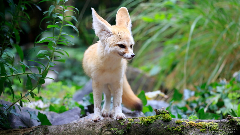Animals, africa, fennec, 2K, fox