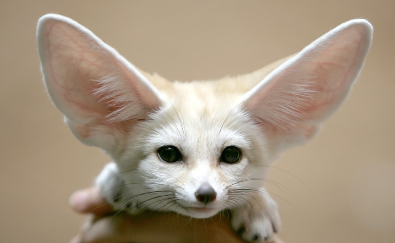 animals, 1080P, fennec