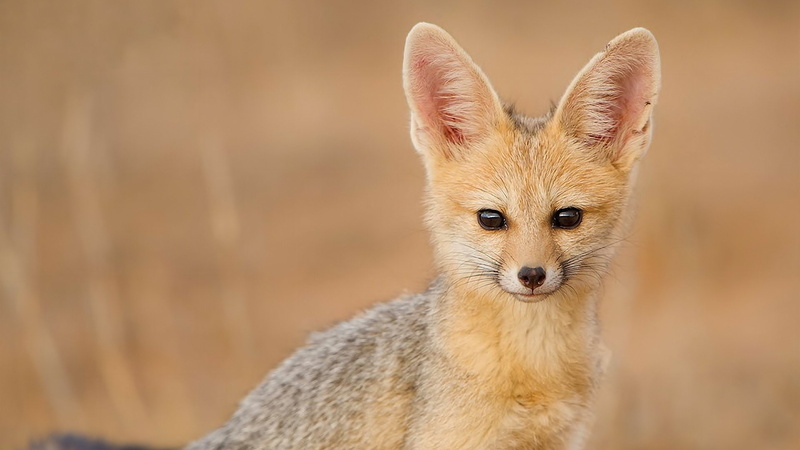 whisker, domestic animals, young animal, Fennec Fox, no people, front view, small, animals in the wild, portrait, looking at camera, one animal, mammal