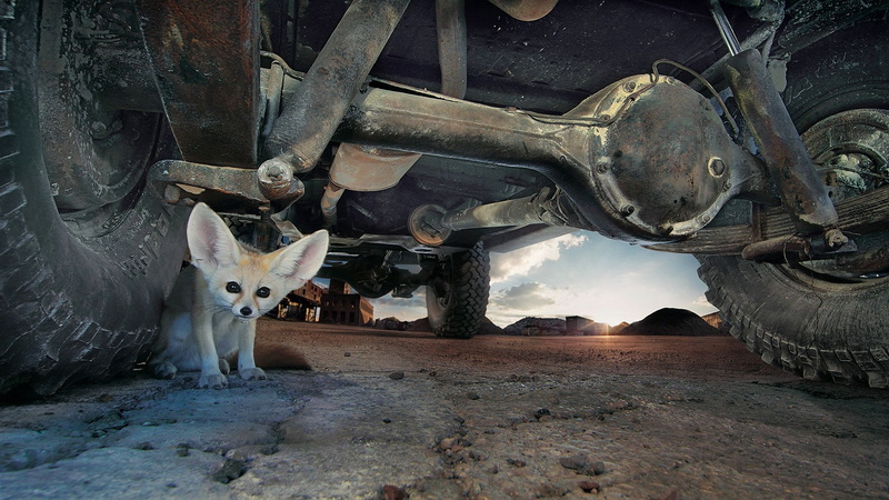 animals, tires, deserts, cars, fox, x, hd, nature, desert, fennec, 1080P, ground, eyes, ears, art