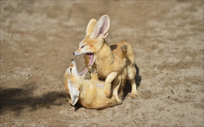 fennec, fox, 720P, animals, game, games, animal, couple game, couple, brown