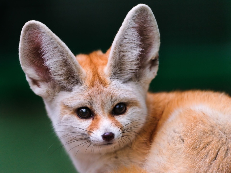domestic animals, fox, ears, animal body part, fennec, brown, one animal, vertebrate, fenech, pets, animals in the wild, alert, looking, close-up, 1080P