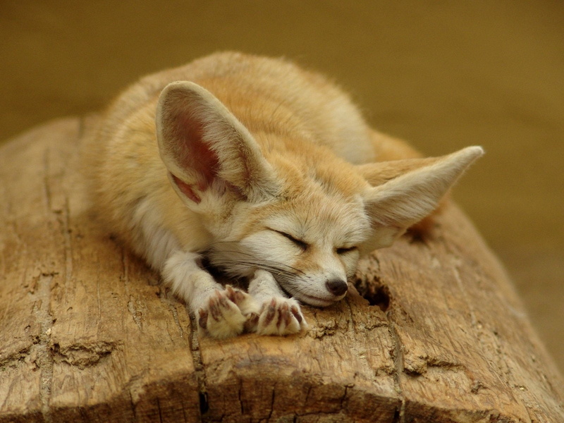 vertebrate, young animal, no people, eyes closed, one animal, domestic, napping, close-up, Fox, domestic animals, focus on foreground, mammal, dog, relaxation