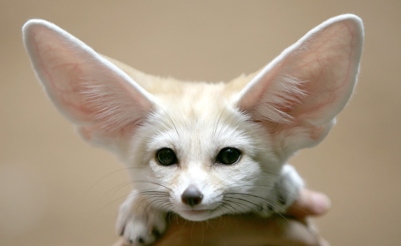 domestic animals, mammal, indoors, one animal, focus on foreground, Fennec, 1080P, whisker, animal body part, domestic, close-up, animal eye, animal ear