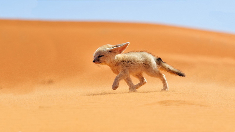 fennec fox, 1080P