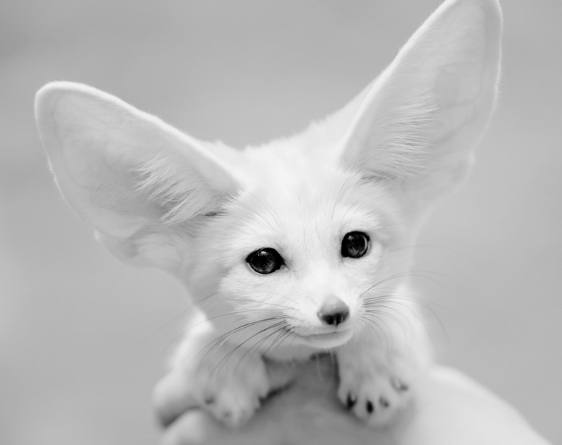photography, domestic, vertebrate, Black and White, small, portrait, Cute, white color, mammal, wildlife, whisker, pets, studio shot, young animal, close-up