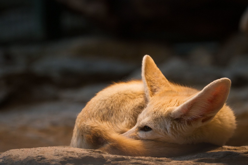 1080P, Cute, Fennec Fox, Animal