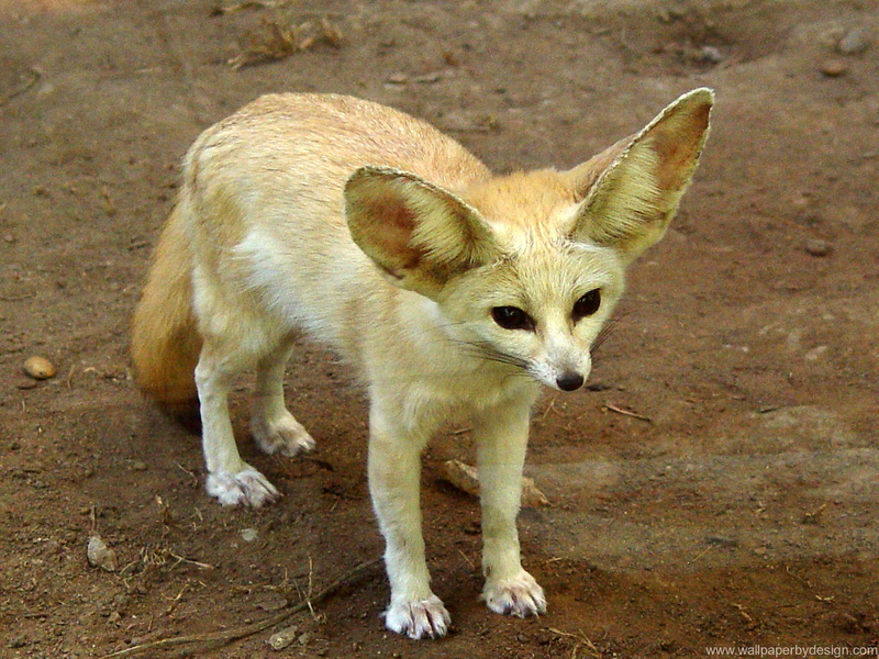 fennec, dogs, small animals, fox, animals, 2K, nature, foxes