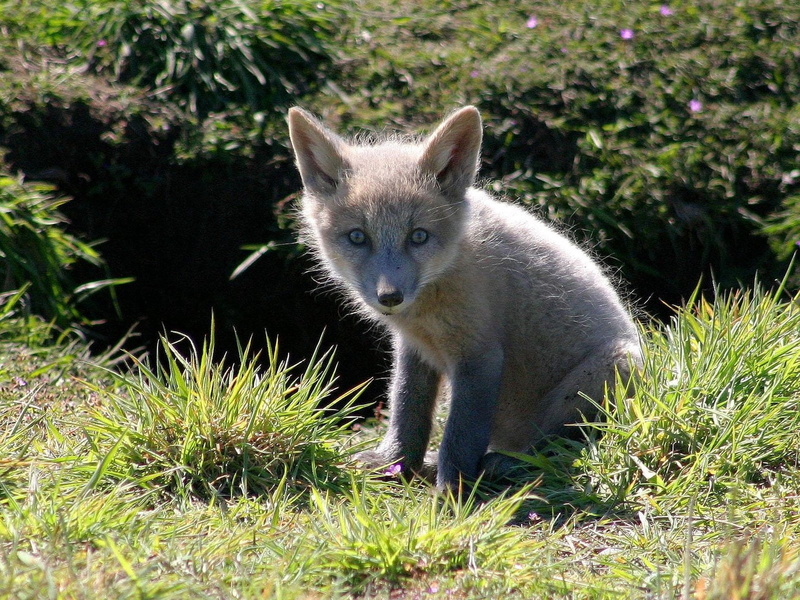 animals In The Wild, animal Themes, wild Dog, cute, canine, animal wildlife, purebred Dog, carnivore, animal, fox, cub, fur, outdoors, domestic, sit, sunlight
