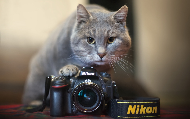 indoors, dslr, 1080P, no people, photographic equipment, pets, camera, animal, cat, portrait, one animal, black, feline, vertebrate, camera - photographic equipment