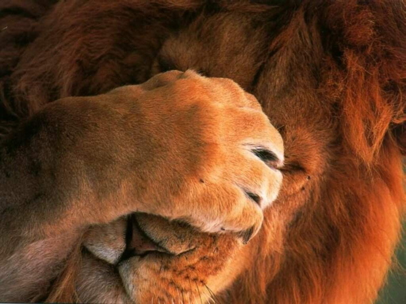 livestock, Lion, herbivorous, domestic animals, no people, vertebrate, one animal, animal wildlife, brown, mammal, lions, animal head, animal body part