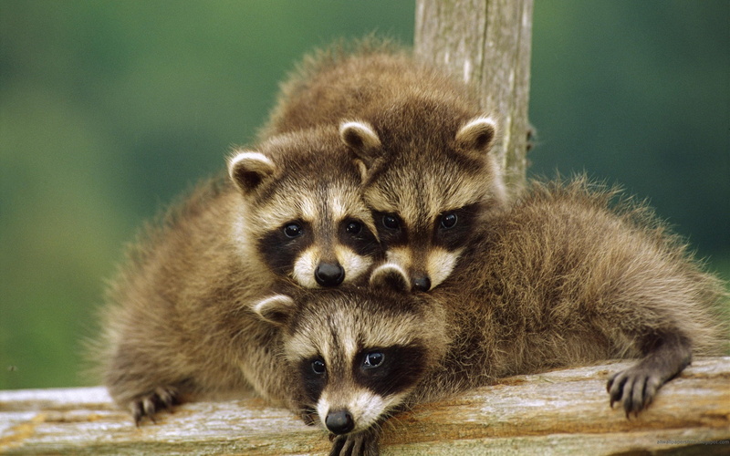 two animals, several, animal, 1080P, focus on foreground, vertebrate, animal themes, care, animals in the wild, day, rakuns, animal family, cute animal