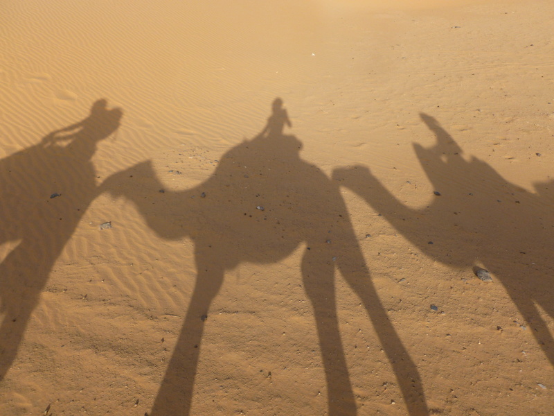 shadow, domestic, erg chebbi, morocco, focus on shadow, outdoors, sahara, vertebrate, three, livestock, sunlight, desert, sand, climate, sand dune, land