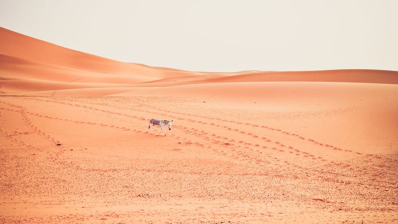 climate, extreme terrain, mammal, land, people, travel, wildlife, animals, 4K, scenics - nature, sky, arid climate, sand dune, dunes, animal, colors, camel