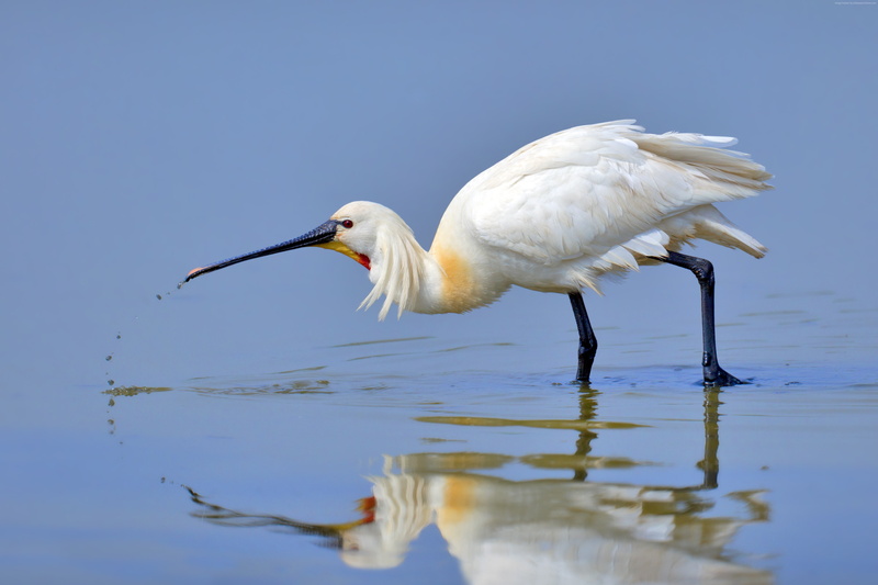 North Africa, Japan, reflection, water, nature, 4K, animal, Eurasian spoonbill, 4k, bird, white, lake, 5k