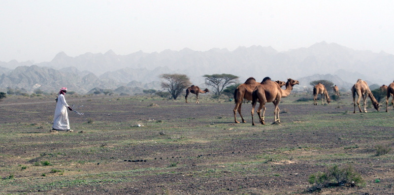plant, livestock, fog, desert, outdoors, oman, environment, animals in the wild, mammal, domestic, sohar oman, 2K, grass, landscape, group of animals