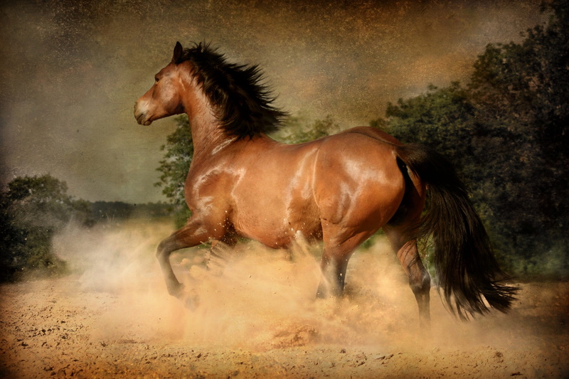 horses, stallion, field, no people, brown, domestic, 4K, mammal, profile view, pets, livestock, vertebrate, dust, nature, animal, land, side view, outdoors