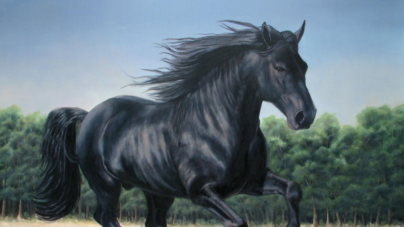 pets, black horse, meadow, animals, horses, black, 1080P, nature, horse, stallions