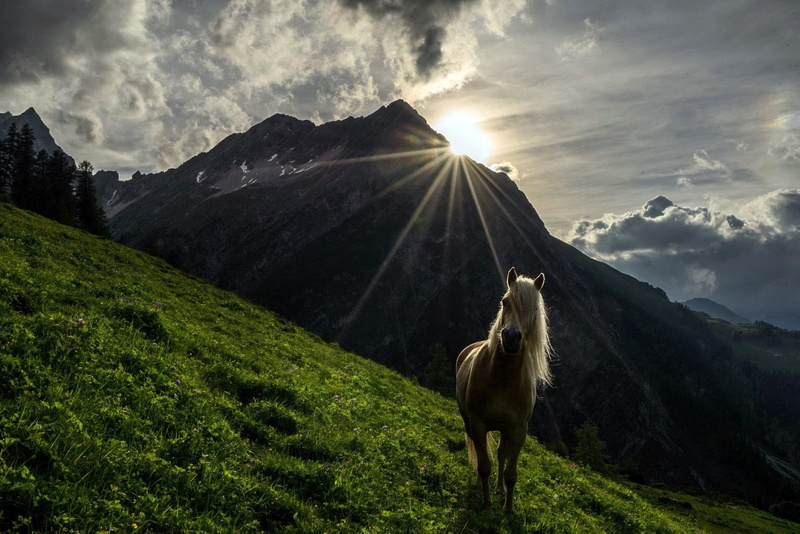 livestock, scenics - nature, lens flare, domestic animals, herbivorous, animal, sky, cloud - sky, mountain, land, grasses, no people, one animal, animals