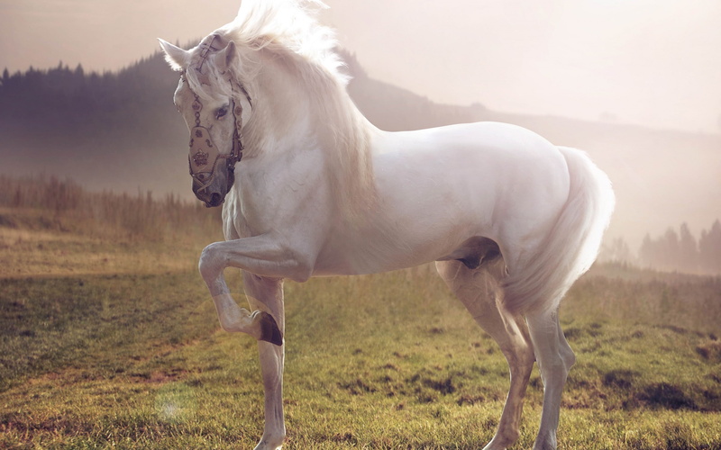 2K, stallion, horse, best, white stallion, white