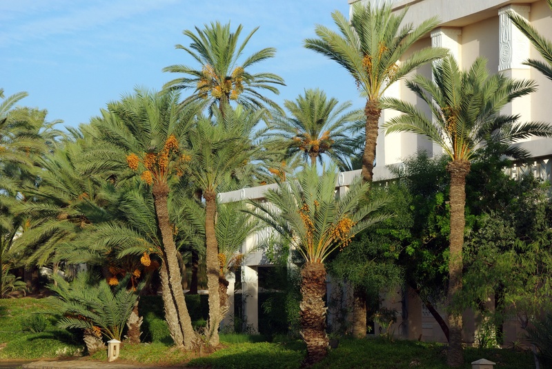 growth, coconut palm tree, nature, green color, land, trunk, zarzis, plant, palm tree, field, tunisia, dates, tropical tree, outdoors, beauty in nature