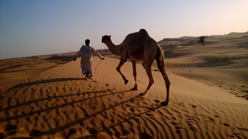 camel, Nokia Lumia test, Arabian Nights Village, Abu Dhabi tourism, arabian caravan, desert, tugging, camel in desert, man, 5K