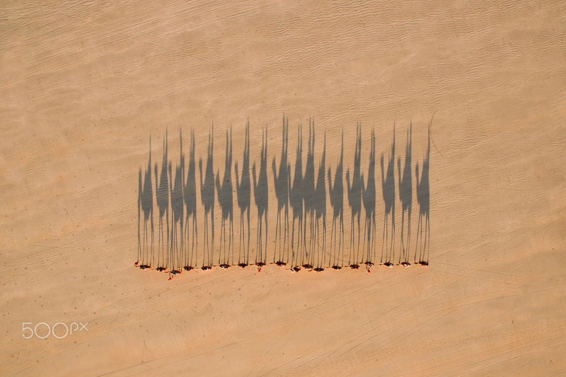 desert, shadows, 1080P, camels, caravan