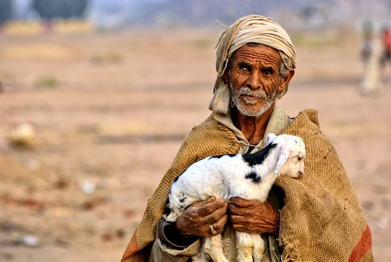 desert, nature, people, men, goat, hot, holds, day, bedouin, adult, portrait, egypt, senior Adult, tourism, senior men, travel, white, males, real people