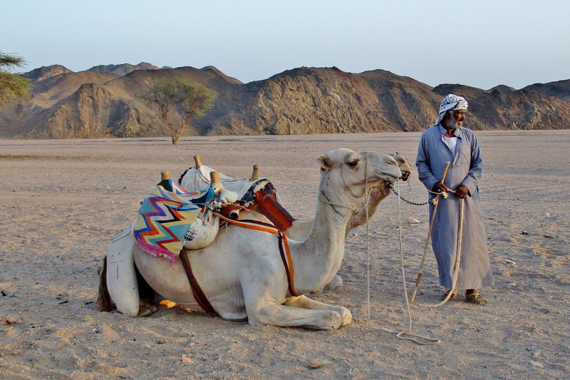pets, climate, domestic animals, land, men, camel, sand, traditional clothing, leash, clothing, 2K, bedouin, one person, desert, full length, outdoors