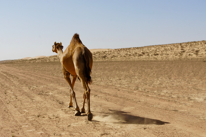 herbivorous, outdoors, Dromedary, sunlight, pets, day, dromedary, one animal, domestic, animal world, no people, animal, full length, land, nature, oman
