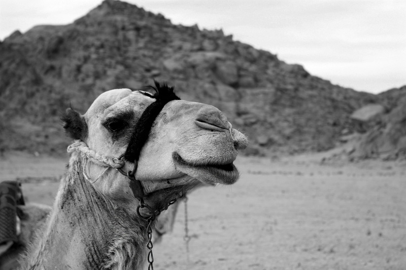 emirates, mammal, nero, working animal, day, dromedary, animal, first floor, excursion, pets, trekking, no people, egypt, outdoors, rocks, hurghada, sharm