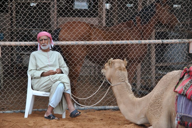 emirates, front view, fence, day, vertebrate, outdoors, hot, domestic animals, mammal, desert, men, bedouin, herbivorous, sitting, real people, adult, dromedary