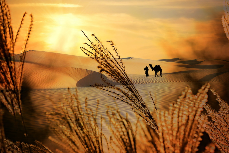beauty in nature, camel, growth, men, 4K, tranquility, leisure activity, feathery, scenics - nature, sunlight, sunset, people, desert, outdoors, bedouin
