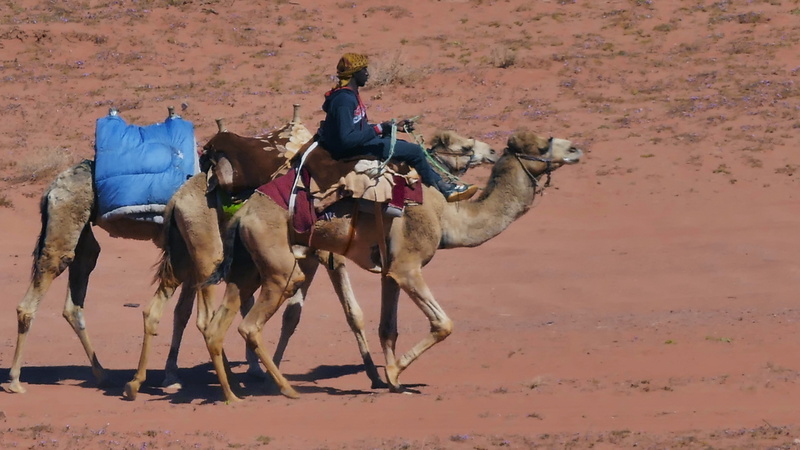 domestic, group of animals, animal wildlife, landscape, real people, islam, 5K, mammal, land, caravan, agaba, riding, herbivorous, working animal, camel