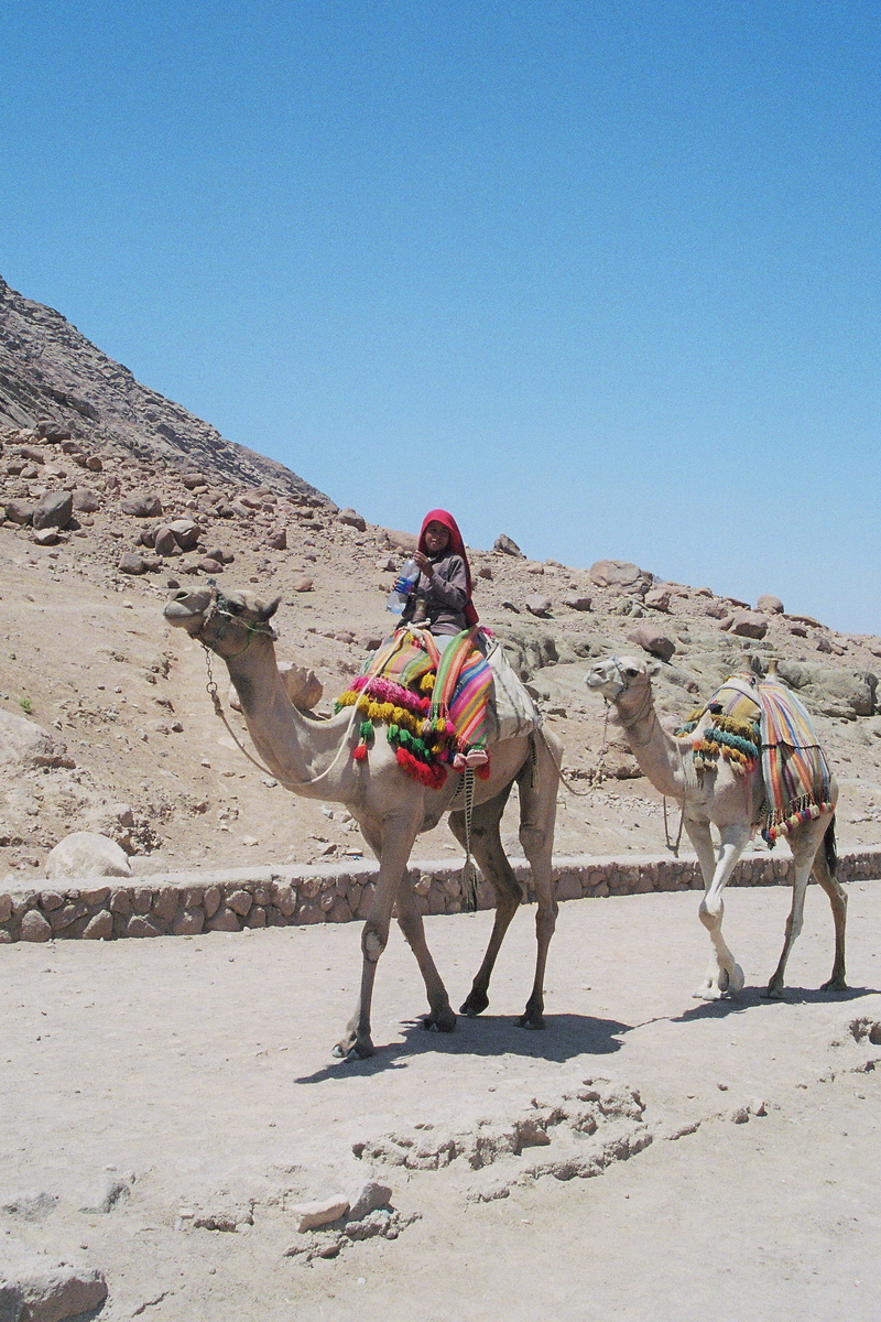 riding, clear sky, headwear, domestic, desert, nature, adult, livestock, day, Holiday, outdoors, leisure activity, stone desert, domestic animals, one person