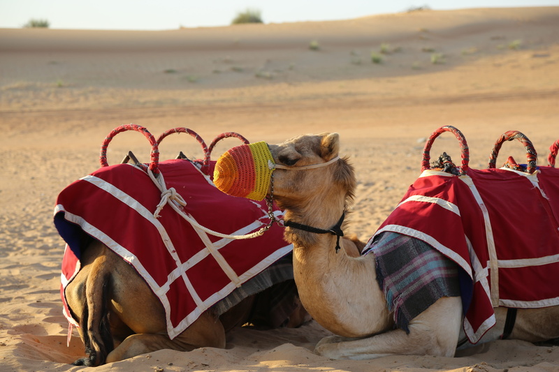 Desert, 5K, safari, focus on foreground, domestic, working animal, nature, outdoors, bridle, desert, one animal, mammal, animal themes, domestic animals