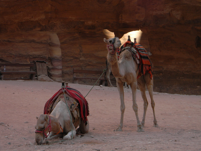 land, 4K, africa, sand, saddle, pets, Bedouin, transportation, arid climate, mammal, Camel, nature, domestic, horse, outdoors, hot, climate, vertebrate