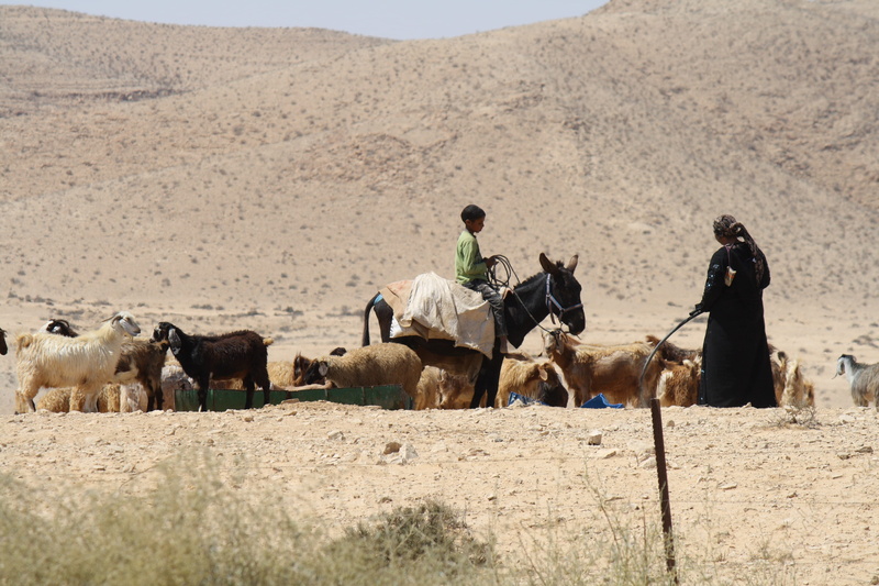 mid adult men, land, Goat, africa, pets, independent Mongolia, Domestic, climate, horse, farm animals, 4K, arid climate, Mammal, landscape, real people