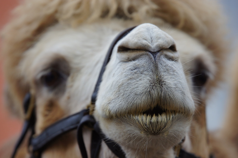 day, whisker, mouth, hot, 4K, emirates, animal, shallow, tooth decay, camel, close-up, pets, herbivorous, animal Head, animal themes, photography, egypt
