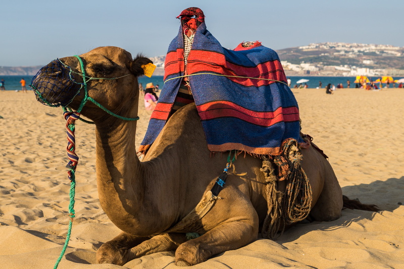morocco, nature, working animal, caravan, mammal, travel destinations, saddle, men, 4K, beach, day, one person, herbivorous, adult, outdoors, domestic animals
